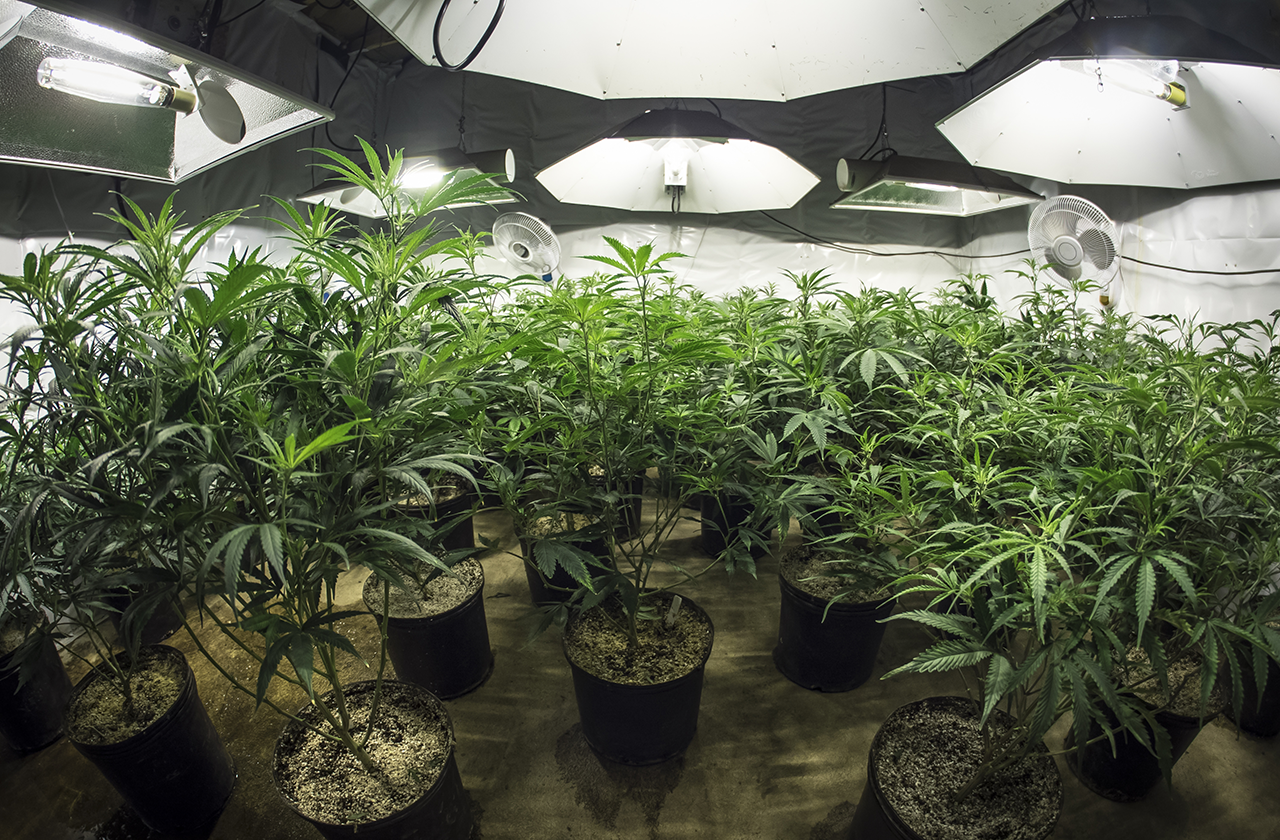 marijuana cultivation lighting